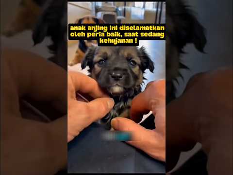 akhirnya si anjing yang malang menemukan majikan yang baik?⁉️#deramachina #sekedarhiburan thumbnail