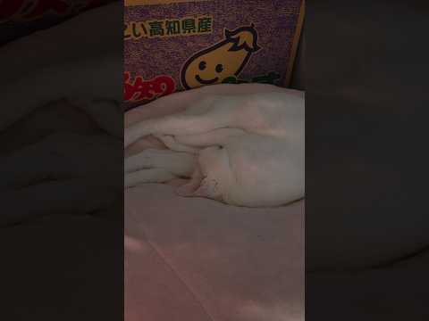 今のシロ。　 #保護猫 #猫のいる暮らし #猫 thumbnail