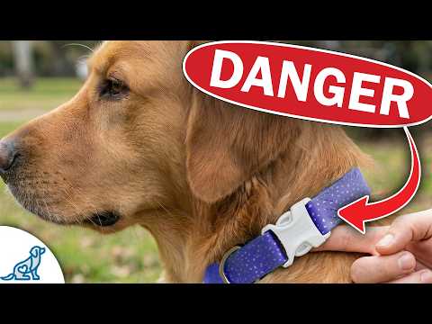 What Pet Stores Won't Tell You About Dog Collars... thumbnail