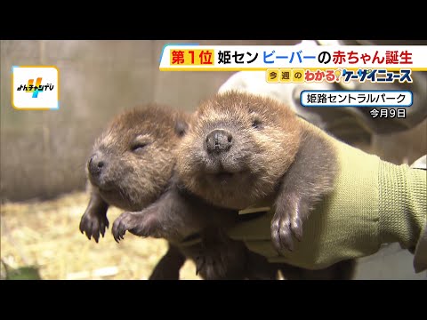 アメリカンビーバーの赤ちゃん誕生！つぶらな瞳が愛くるしい元気いっぱいの双子　約２週間後には展示場で公開予定　姫路セントラルパーク（2026年5月13日） thumbnail