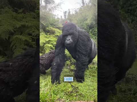 #animaux #incroyable #intelligenceanimale #gorilles #zoo thumbnail