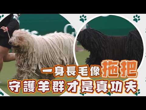 【2026 Crufts】一身長毛像拖把 守護羊群才是真功夫/愛爾達電視20260525 thumbnail