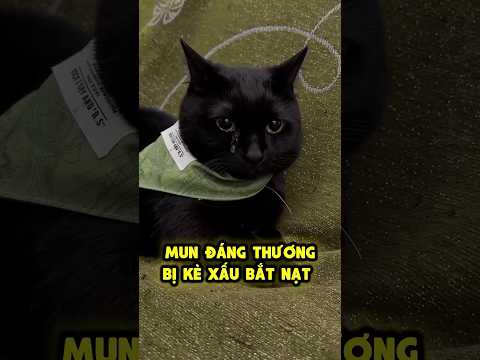 Các bạn giúp Mun vượt qua nỗi buồn 😭😿 thumbnail