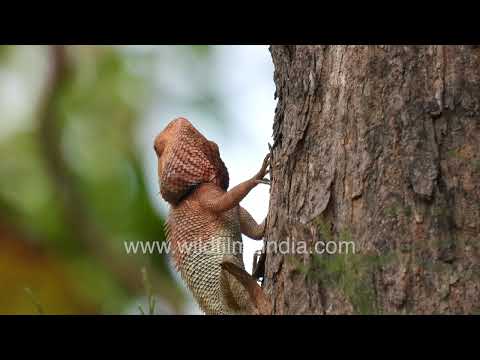 Oriental Garden Lizard climbing a tree in Wilderness Orchard thumbnail