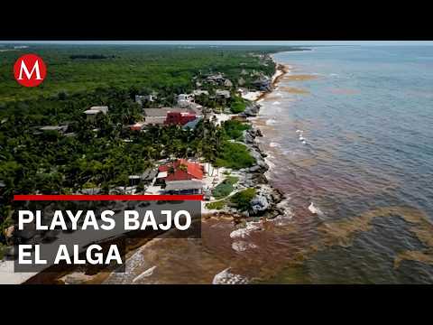 Crisis total en Tulum: Arribo masivo de sargazo y altos costos ahuyentan al turismo thumbnail