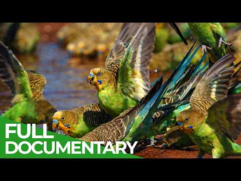 Wild Australia: Continent of Extremes | Free Documentary Nature thumbnail