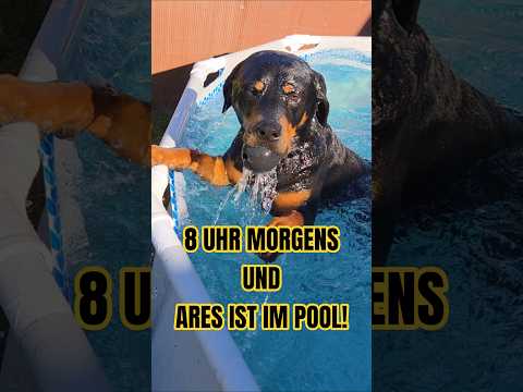 🤦‍♂️ Ich wollte frühstücken... 🐕🌊 Ares springt einfach in den Pool thumbnail