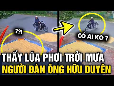 Đi ngang THẤY ĐỐNG LÚA AI PHƠI mắc mưa, người đàn ông có hành động ẤM LÒNG | Tin 3 Phút thumbnail