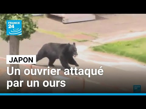 Au Japon, un ours attaque un ouvrier devant son usine, casse une porte vitrée, puis disparaît thumbnail