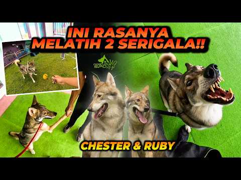 POV MELATIH CHESTER & RUBY SI SERIGALA! MEREKA UDAH MAKIN PINTER BANGET! BISA LAKUIN TRIK INI?! thumbnail