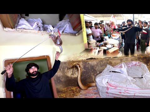 Indian Cobra Rescue operation ? thumbnail