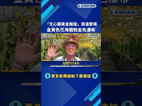 "文心蘭黃金隧道"浪漫登場 金黃花海猶如金色瀑布－民視新聞 thumbnail