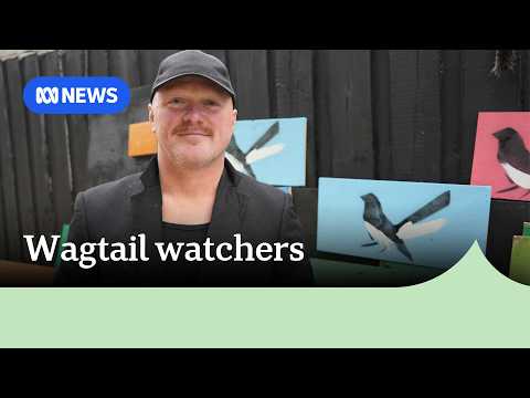 Torquay artist's wagtail paintings taking flight around the world | ABC NEWS thumbnail