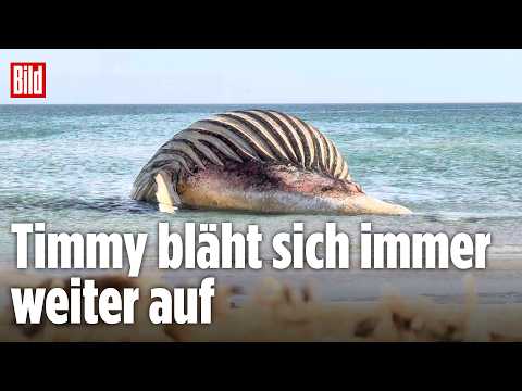 ? Möwen fressen an Buckelwal Timmy – er bläht sich immer weiter auf | BILD LIVE thumbnail