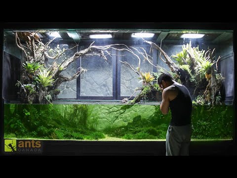 Saving My Giant Wetlands Ecosystem Vivarium from Algae thumbnail