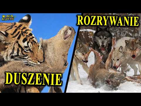 Dlaczego Koty Duszą a Psy Rozszarpują? - Strategie Zabijania w Naturze thumbnail