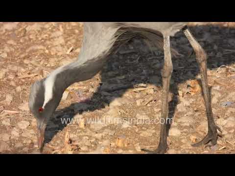 A large flock of Demoiselle Cranes foraging and calling in Khichan Village, Rajasthan thumbnail
