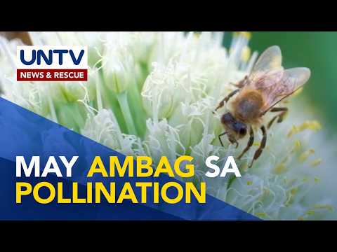 Mga nilalang na tumutulong sa pagpaparami ng mga halaman | Wonders of Creation thumbnail