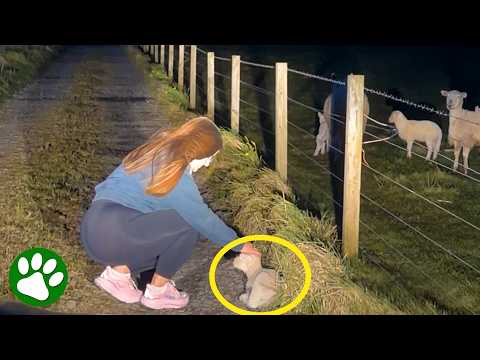 A Mother Lamb Was Crying for Her Baby—Then This Happened! thumbnail