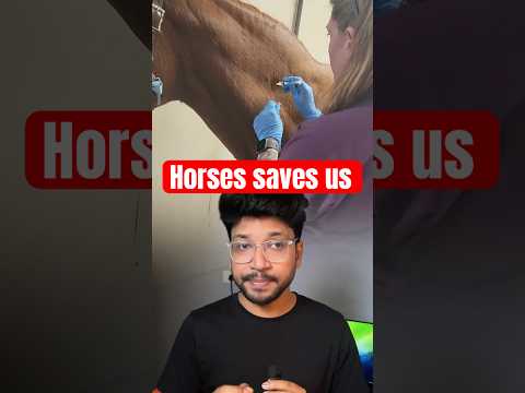 Horse saves us from snakes thumbnail