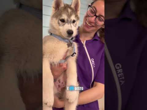 Dì addio a Rebecca!🪳#animallovers #toelettatura #pet #husky #puppy thumbnail
