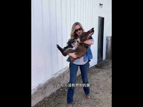 真搞笑，一只小毛驴误把女子当成了妈妈，一路紧跟着！ #animals #动物救助 #主人 #pets #寵物友善日常 #感人壹幕 #cute #搞笑 thumbnail