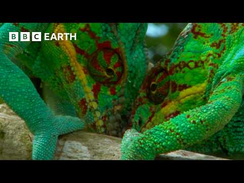 Chameleons Battle for Treetop Territory | BBC Earth thumbnail