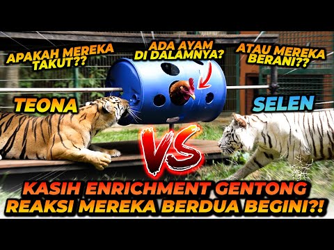 TANTANGAN GAMES UNTUK SELEN DAN TEONA! SELEN MALAH TAKUT?! JADI PEMENANGNYA ADALAH... thumbnail