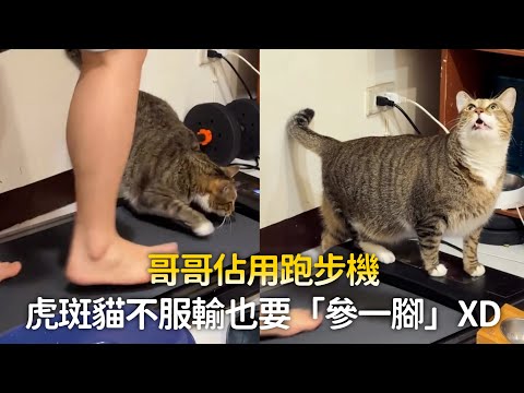 哥哥佔用跑步機　虎斑貓不服輸也要「參一腳」XD thumbnail