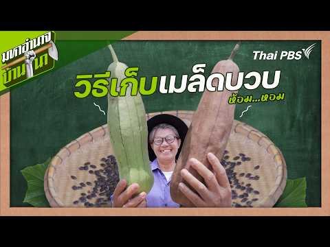 วิธีเก็บเมล็ดบวบห้อม...หอม | สูตรลับฉบับบ้านนา | มหาอำนาจบ้านนา thumbnail