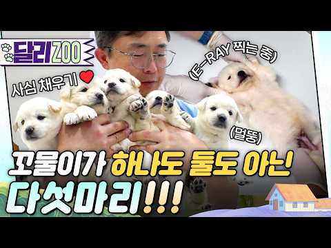 [🐕#달리ZOO] 폐가살이 중인 백구 가족의 구출 작전🚨 #TV동물농장 #달리 #DALI thumbnail