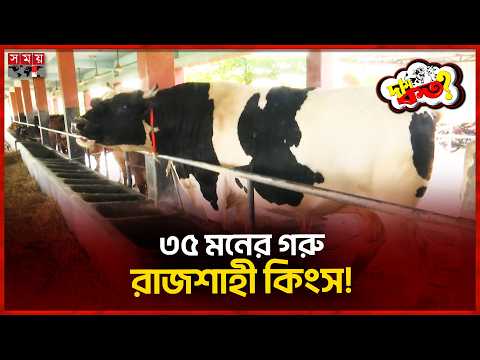 ১৮ লক্ষ টাকায় মিলবে রাজশাহী কিংস! | Cattle market in Rajshahi | Dam Koto | Somoy TV thumbnail