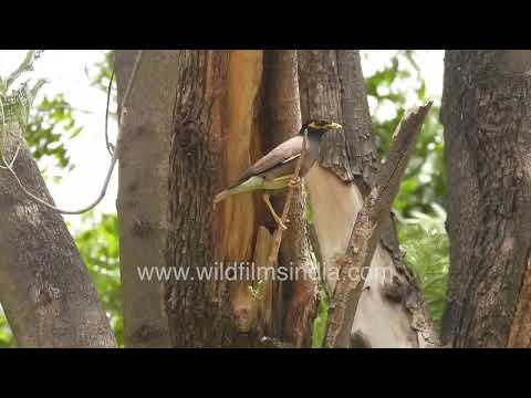 Common Myna calling from a tree branch in New Delhi thumbnail