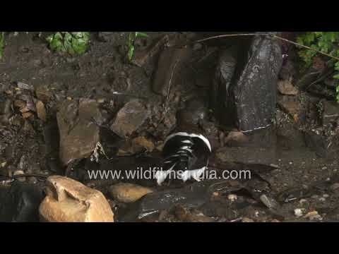 Juvenile Black-backed Forktail foraging in a Himalayan stream thumbnail