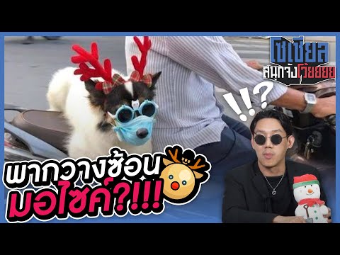 กวางซ้อนมอไซค์ได้จริงเหรอครับเนี่ย?!!: โซเชียลสนุกจังโว้ย I VRZO thumbnail