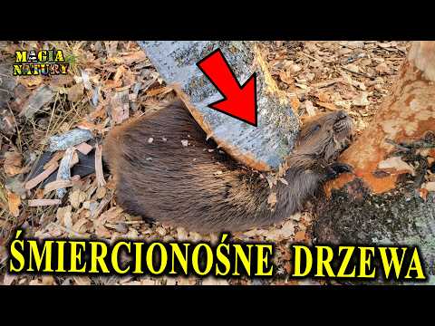Drzewa Zabijają Ludzi i Bobry - Niebezpieczna Profesja Drwala w Naturze thumbnail