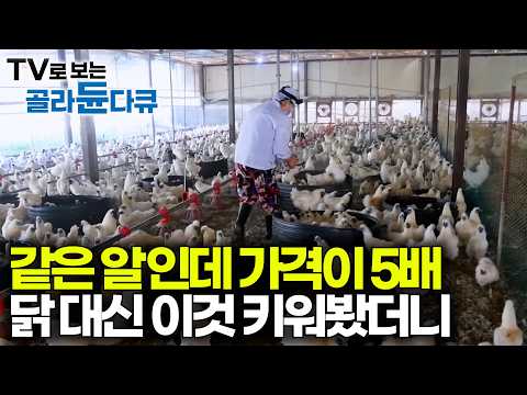 같은 축산업인줄 알았는데 닭대비 수익이 엄청나다. 알 값으로 개당 3,000원 받는다는 농장 찾아가봤더니｜극한직업｜#골라듄다큐 thumbnail