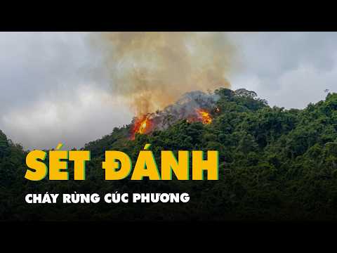 Sét đánh cháy rừng Cúc Phương, Hà Nội có gió giật cấp 8 thumbnail