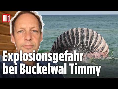 Wal-Experte Fabian Ritter warnt Schaulustige vor tödlicher Nähe zum Timmy-Kadaver thumbnail