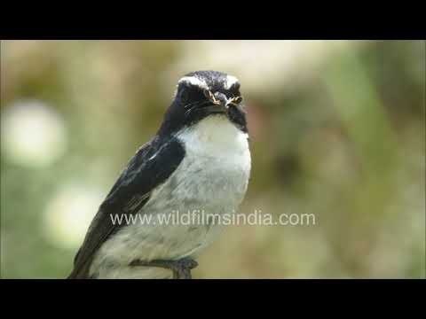Grey Bushchat perched with insect  firmly in its beak on a thorny forest branch thumbnail