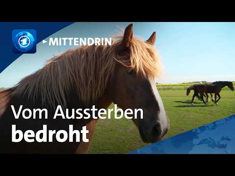 Horsbüll: Kampf um das Schleswiger Kaltblut | tagesthemen mittendrin thumbnail