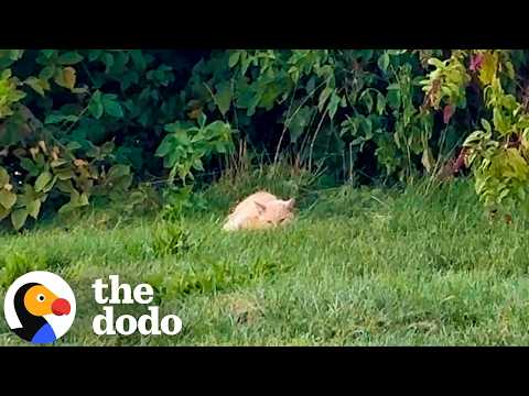 Emaciated Senior Cat Found By The Road Gets A Brand New Life | The Dodo thumbnail