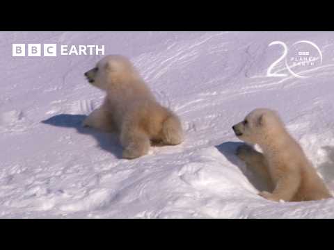 Polar Bear Cubs Take First Steps | 20 Years of Planet Earth | BBC Earth thumbnail