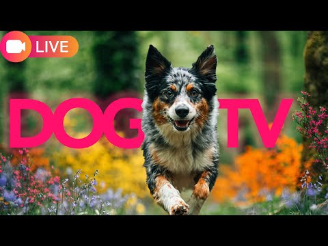 24/7 Variety Stream for Dogs to Watch | Relax My Dog Relaxation Stream thumbnail