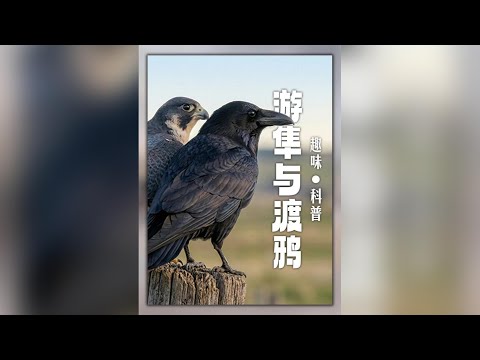 憑什麼渡鴉敢頻繁騷擾遊隼？遊隼和渡鴉到底誰厲害？ #動物科普#知識前沿派對#動物冷知識#遊隼 #渡鴉 thumbnail