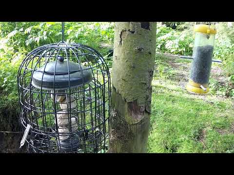 More Live Nature Live Stream thumbnail