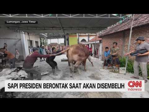 Viral! Sapi Kurban Bantuan Prabowo Mengamuk Saat Akan Disembelih thumbnail