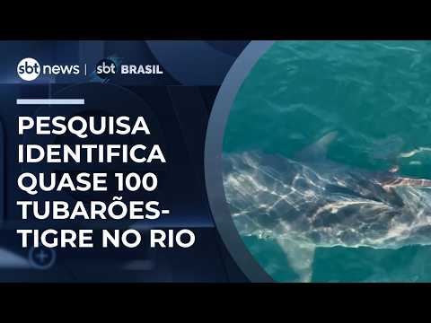 Pesquisa identifica a presença de quase 100 tubarões-tigre no litoral do Rio | #SBTBrasil thumbnail