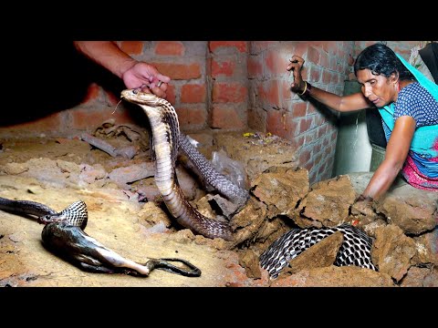 बहुत ही खतरनाक मंजर इस घर के अंदर, देखिए कैसे कोबरा सांप घर में घात लगाए बैठा था, फिर क्या हुआ। ??  thumbnail