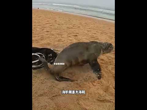 海豹遭鱼钩折磨，小哥出手相救 thumbnail